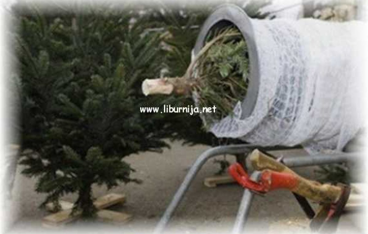 Od 7. siječnja Komunalac počinje sa zbrinjavanjem prirodnih božićnih drvaca