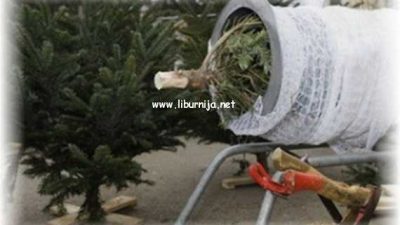 Od 7. siječnja Komunalac počinje sa zbrinjavanjem prirodnih božićnih drvaca