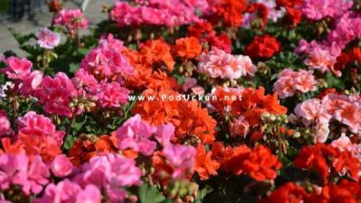 Podjela sadnica u Matuljima, sajam rožica u Lignju