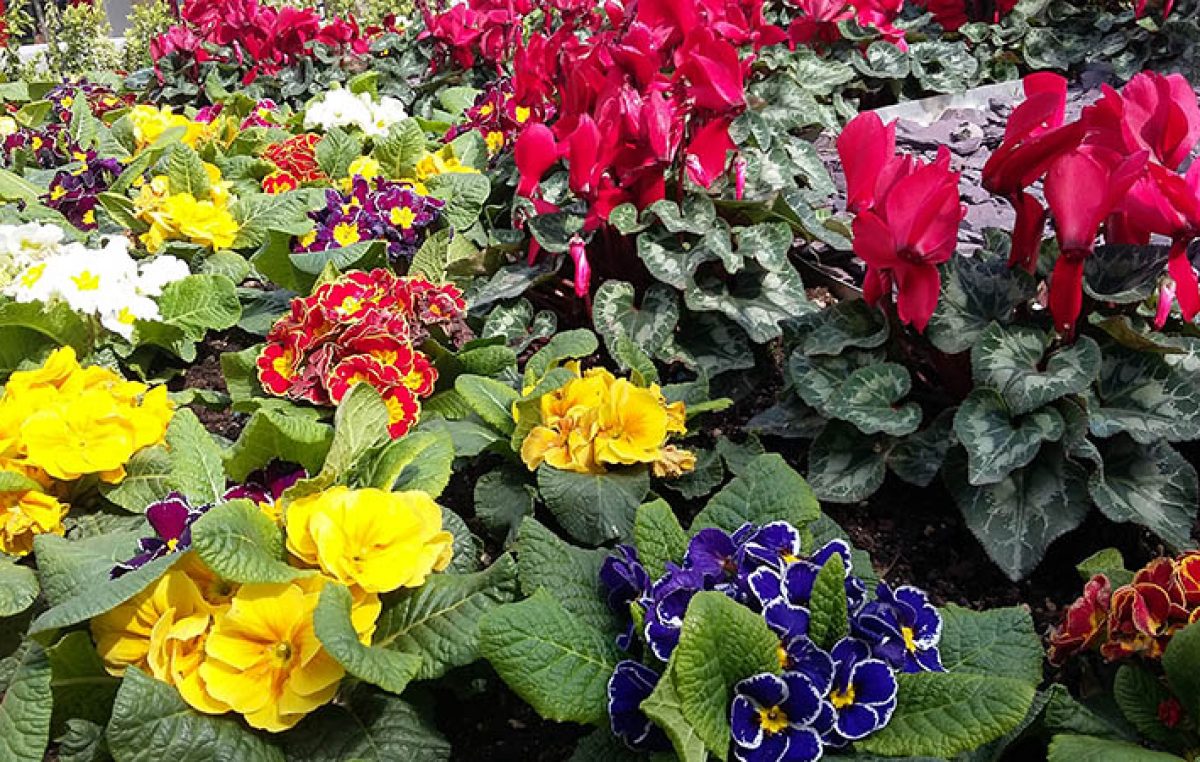 U sklopu akcije “Tisuće sadnica za ljepšu Opatiju” iznajmljivačima će se ove subote dijeliti besplatne sadnice cvijeća