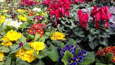 U sklopu akcije “Tisuće sadnica za ljepšu Opatiju” iznajmljivačima će se ove subote dijeliti besplatne sadnice cvijeća
