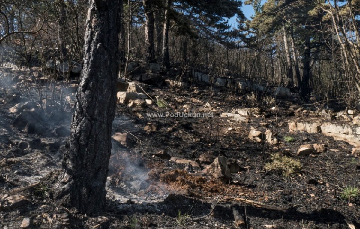VIDEO Silovit požar opustošio učkarsko zelenilo – Izgorjelo 17 hektara makije i borovine na Obršu