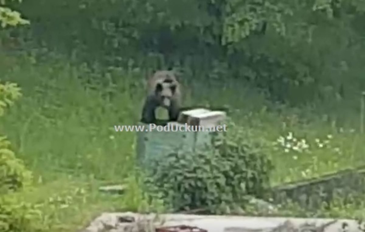VIDEO Nesvakidašnji gost u posjeti – Mali medvjedić u điru po Mučićima