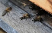 Krajem veljače u Kastvu kreće školovanje i osposobljavanje za zvanje pčelar