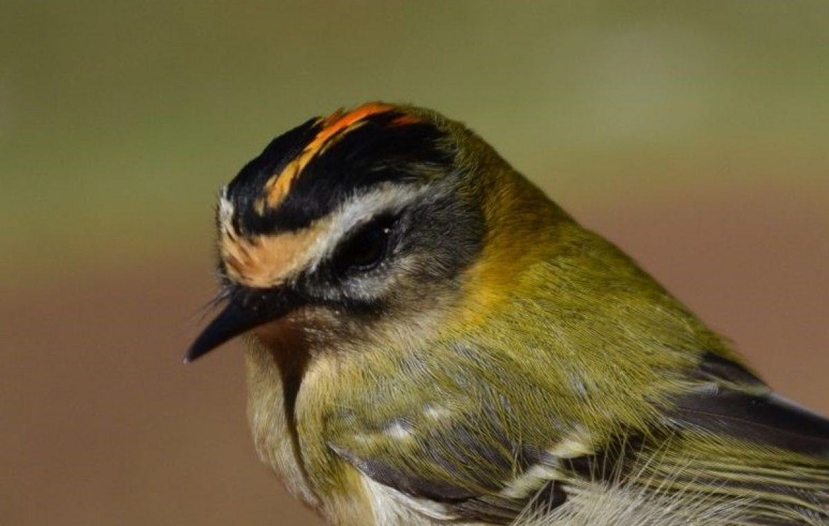 Tradicionalni ornitološki kamp održat održava se od 18. kolovoza do 4. listopada @ Park prirode Učka
