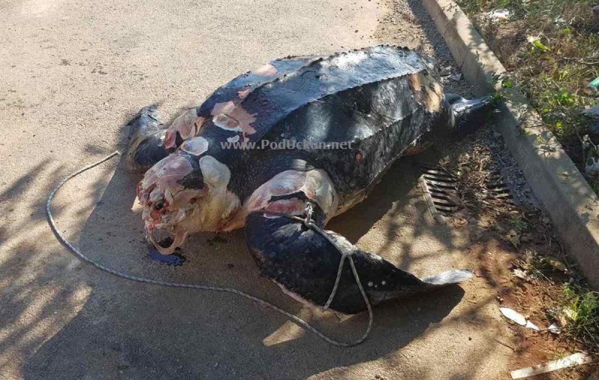 VIDEO Radnici Komunalca iz mora izvukli uginulu divovsku kornjaču