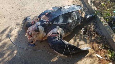 VIDEO Radnici Komunalca iz mora izvukli uginulu divovsku kornjaču