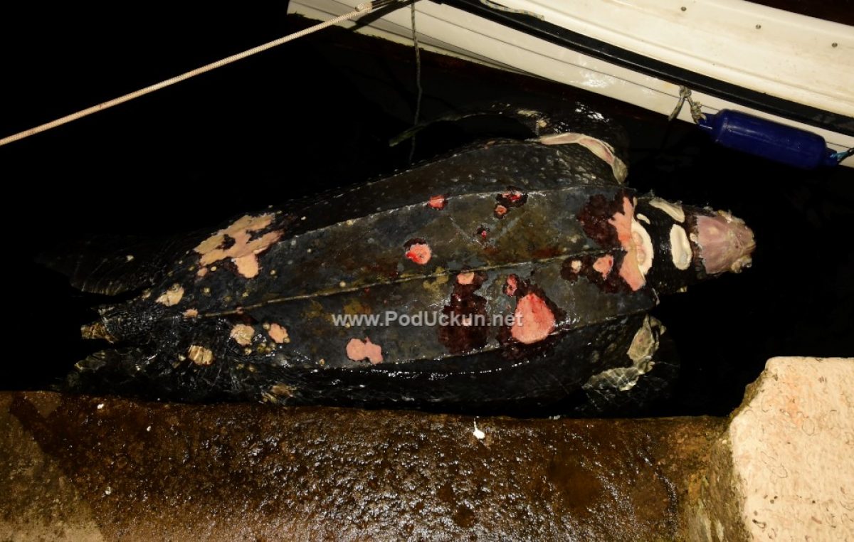 Ogromna kornjača u luci šokirala Opatijce – Uginula životinja plijenila pažnju ljudi