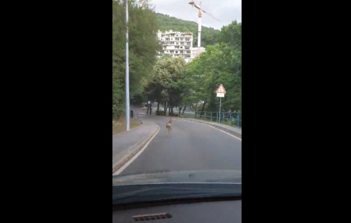 VIDEO Divlje životinje spustile se do grada @ Opatija