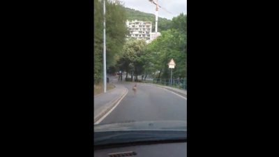 VIDEO Divlje životinje spustile se do grada @ Opatija