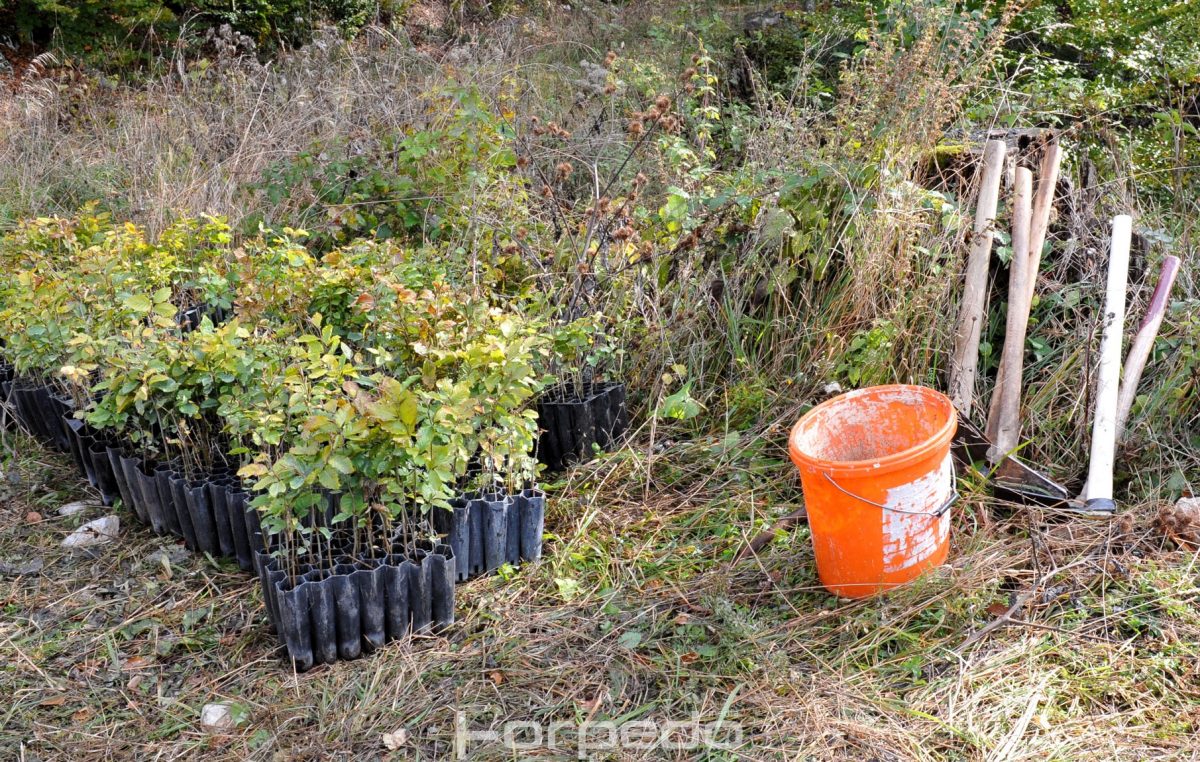 U okviru projekta “Stablo uspomena” na Učki je posađeno čak 3000 mladih sadnica bukve