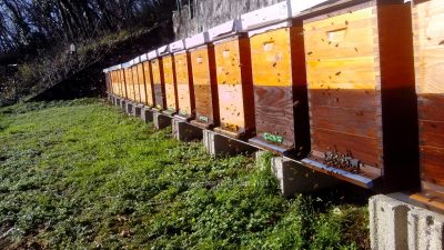 Ove nedjelje Pčelarska udruga “Učka” organizira tradicionalno okupljanje pčelara i simpatizera pčelarstva