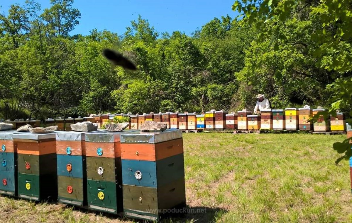 Pčelarska udruga Učka o važnosti pčela i pčelara povodom obilježavanja Svjetskog dana pčela