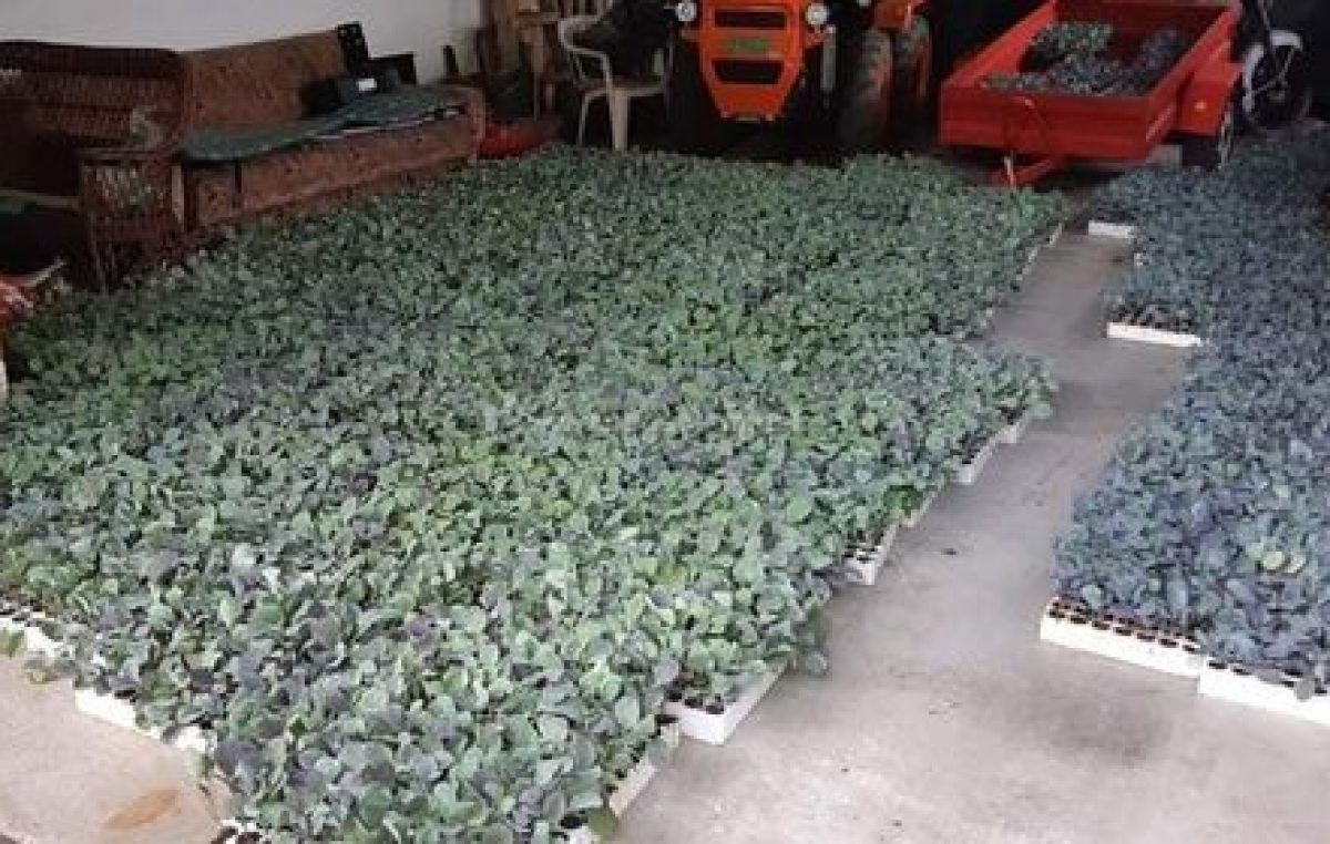 [U OKU KAMERE] Članovi udruge ‘Brgujski kapuz’ posadili osam tisuća sadnica brgujskog kapuza