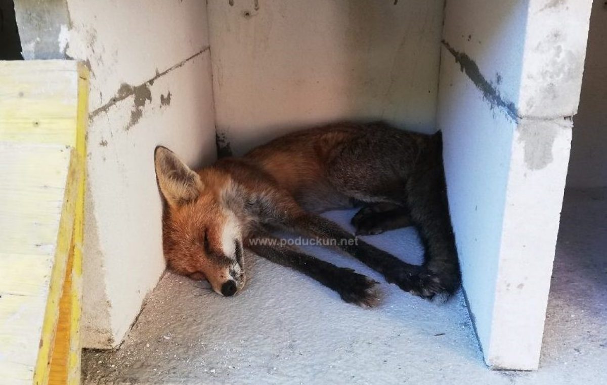 [U OKU KAMERE] Lisica za posljednje počivalište izabrala nišu na lovranskom groblju