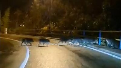 [VIDEO] Oprezno u prometu – Krdo divljih svinja pretrčalo Novu cestu i nastavilo put prema šumi iznad Preluka