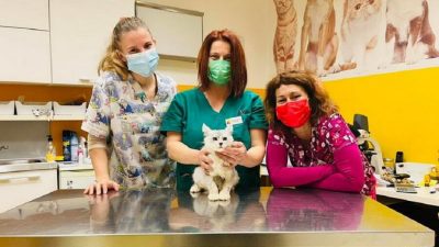 Udruga Mijau organizira akciju sterilizacije mačaka s 50 % popusta